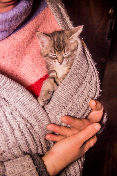 istock a small gray kitten sits in a womans bosom 1403707771