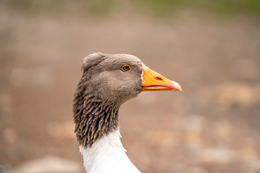 Portrait photo of geese face