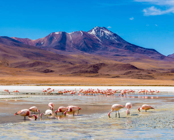 istock Flamingos at Colorado lagoon 1403707829