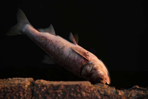 Cooked Mackerel Fish Leftover Showing Bones on Concrete Floor