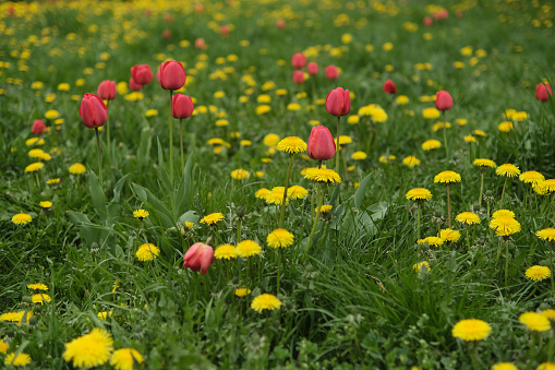 Green grass flowering wild field with dandelions and tulips. Natural green landscape plants, ecology and care for nature