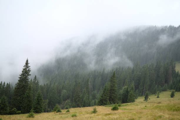 istock Spring landscape in the Carpathian mountains 1403708872