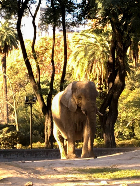 istock Retrato de un elefante africano 1403709352
