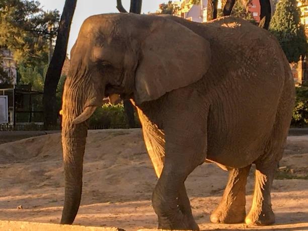 istock Retrato de un elefante africano 1403709375