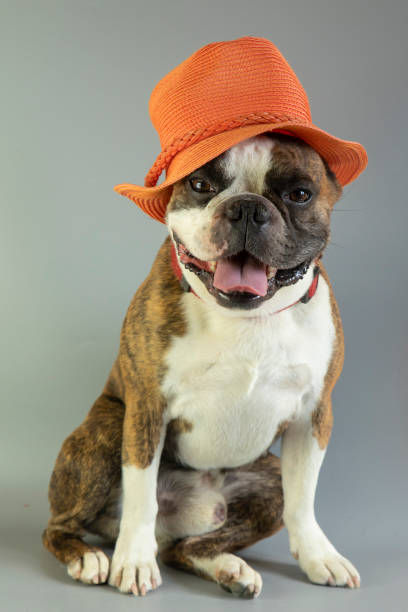 istock funny Boston terrier in orange hat on gray  background 1403710202