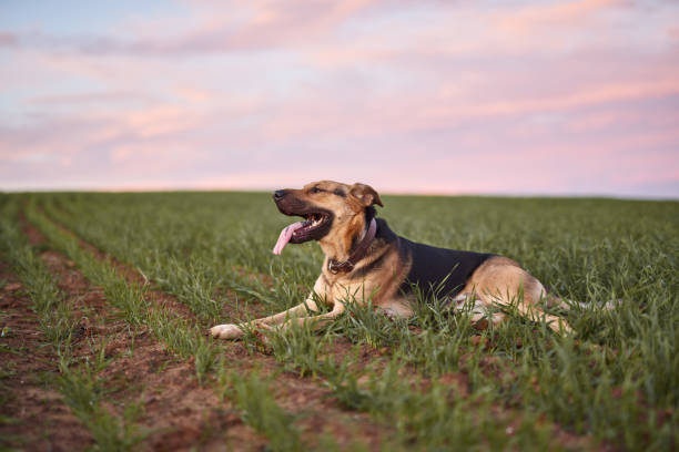 A mixed breed dog going for a farm walk through fields on a rural dirt road having the freedom to explore