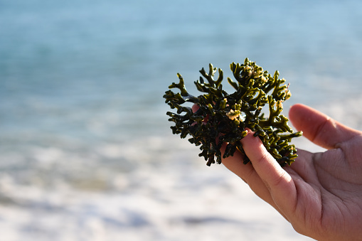 Hand holding an aquatic plant at the seashore