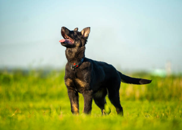 Portrait of a black and tan German Shepherd puppy with a naive and happy expression stock photo