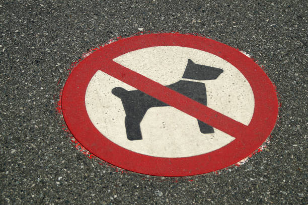 istock No dogs allowed on the road 1403713332
