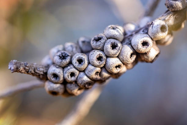 Closeup dry Bottlebrush seed pods, Callistemon, background with copy space, full frame horizontal composition