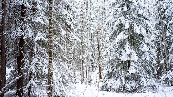 Fluffy Christmas trees covered with snow in the winter forest. Winter landscape with snow-covered trees. The concept of winter walks, activities and the celebration of the new year and christmas.