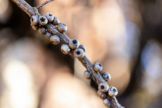 Closeup dry Bottlebrush seed pods, Callistemon, background with copy space, full frame horizontal composition