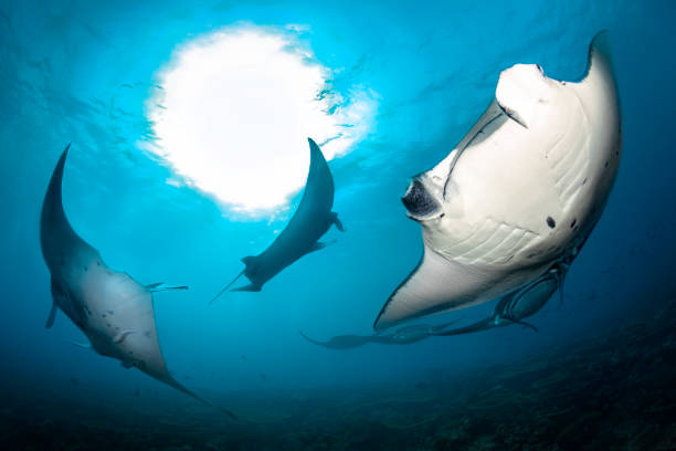 viele schöne mantarochen in der tiefe des indischen ozeans - manta ray stock-fotos und bilder