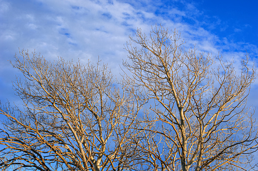 Grove of bare aspen trees, which have lot most of their brightly colored leaves, after a recent cold snap in the weather.\n\nTaken near Mono Lake, California, USA