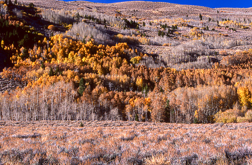 Aspen trees whose leaves have changed to the fall yellow color and conifer trees, on eastern Sierra Nevada