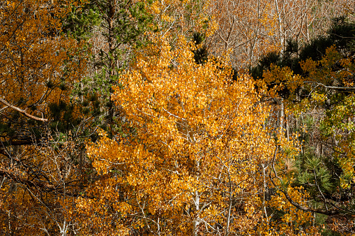 Aspen trees whose leaves have changed to the fall yellow color and conifer trees, on eastern Sierra Nevada