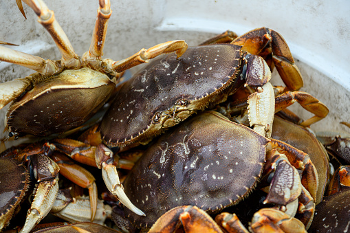 Live dungeness crabs (Metacarcinus magister) being fishing boat offloaded, into a large insulated shipping totes, for transport to market.\n\nTaken in Half Moon Bay, California, USA