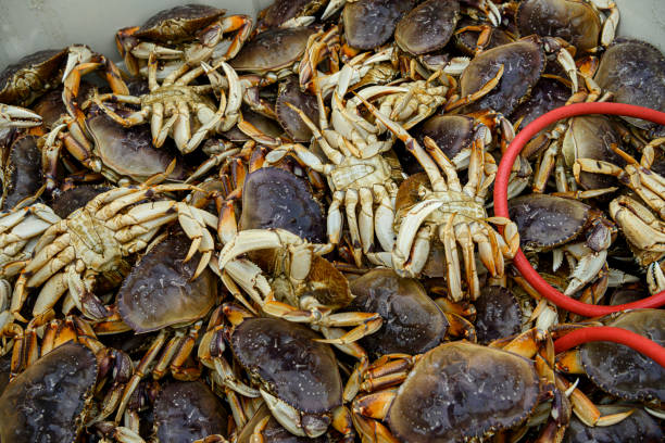 istock Live Dungeness Crabs Offloaded Into Shipping Totes 1403718462