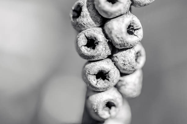 Black and white closeup dry Bottlebrush seed pods, Callistemon, background with copy space, full frame horizontal composition