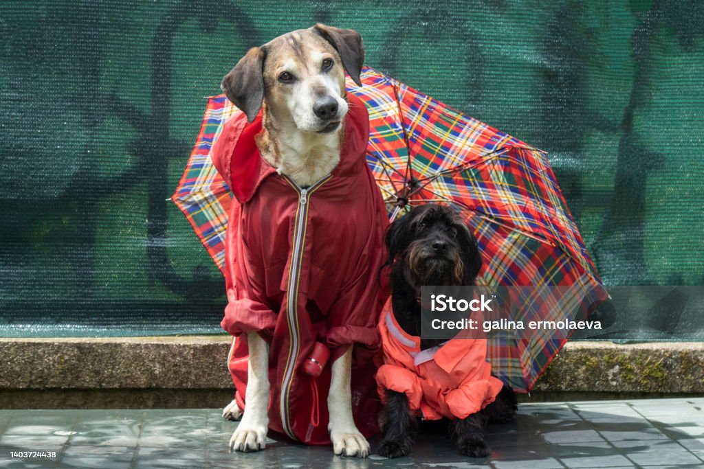 Funny Schnauzer  and big yellow dog in  raincoats under un  umbrella in the rain Animal Stock Photo