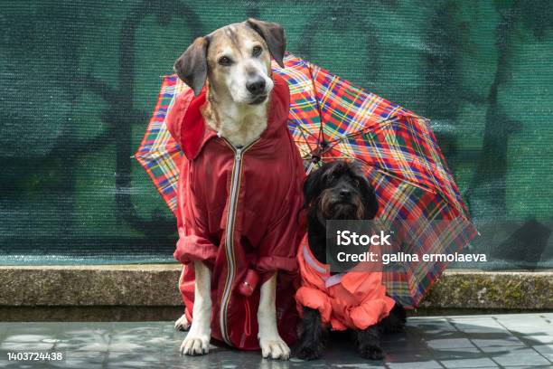 Funny Schnauzer And Big Yellow Dog In Raincoats Under Un Umbrella In The Rain Stock Photo - Download Image Now
