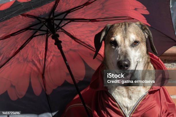 Funny Big Yellow Dog In A Raincoat And Umbrella In The Rain Stock Photo - Download Image Now