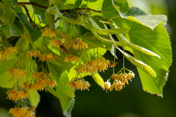 istock blossoming linden branch in summer 1403725726