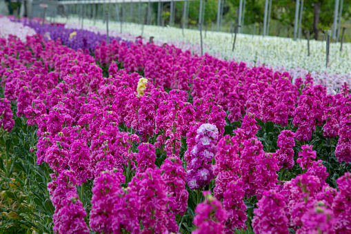 Large greenhouse with colorful Matthiola Incana flowers