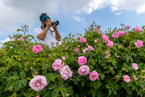Freelance photographer taking pictures in a rose field