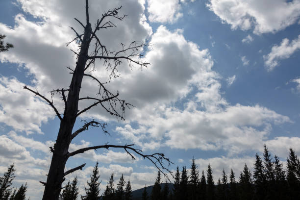 istock Silhouette of a tree on a background of blue sky 1403727703