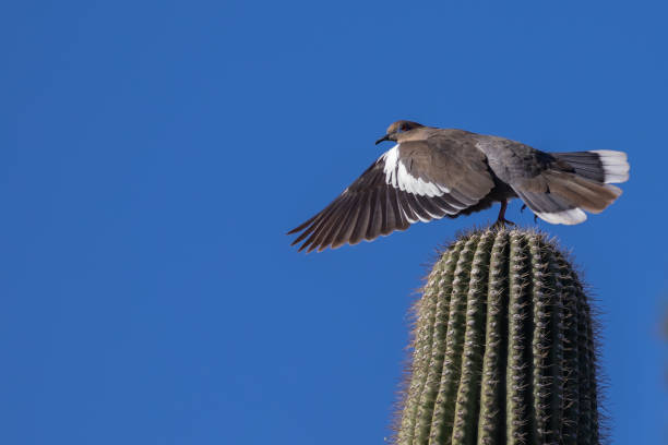 White-Winged Dove Launches Into Flight from Saguaro Cactus