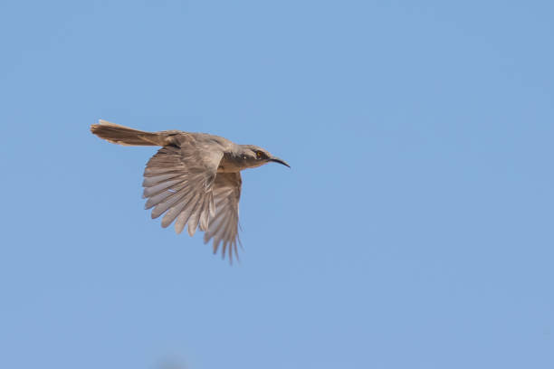 istock Curve-Billed Thrasher Bird in Flight on a Sunny Day 1403727851