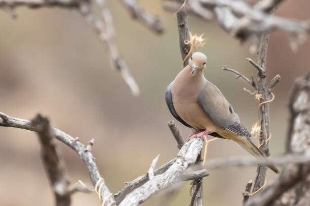 istock Mourning Dove on Alligator Juniper Tree Branch 1403727887