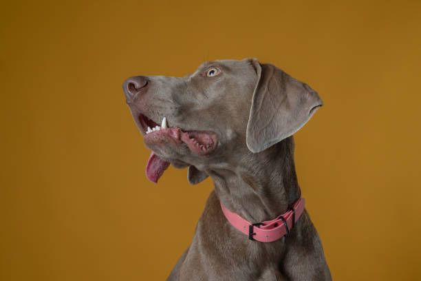 weimaraner cão em estúdio de fotografia em frente ao fundo amarelo posando em foto estúdio tiro horizontal - weimaraner dog animal domestic animals - fotografias e filmes do acervo