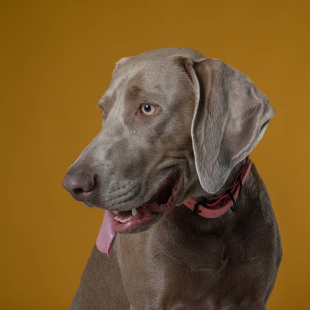 weimaraner cão em estúdio de fotografia em frente ao fundo amarelo posando em foto estúdio tiro 1:1 - weimaraner dog animal domestic animals - fotografias e filmes do acervo