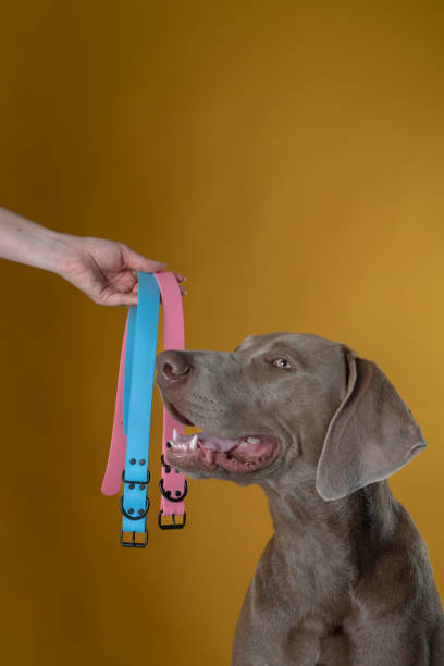 weimaraner cão em estúdio de fotografia em frente ao fundo amarelo posando com golas azuis e amarelas mão realizada com a mão em foto estúdio tiro verticalmente - weimaraner dog animal domestic animals - fotografias e filmes do acervo