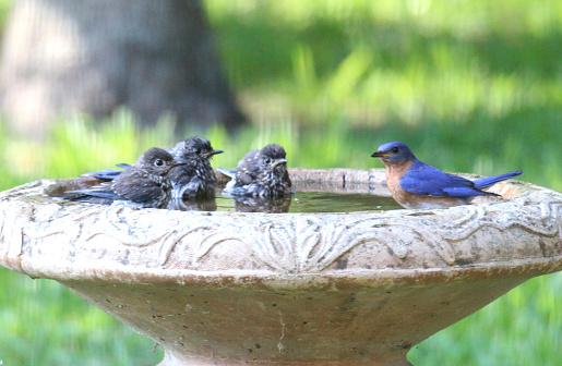 a male bluebird and a trio of young bluebirds having a bath in a backyard bird bath