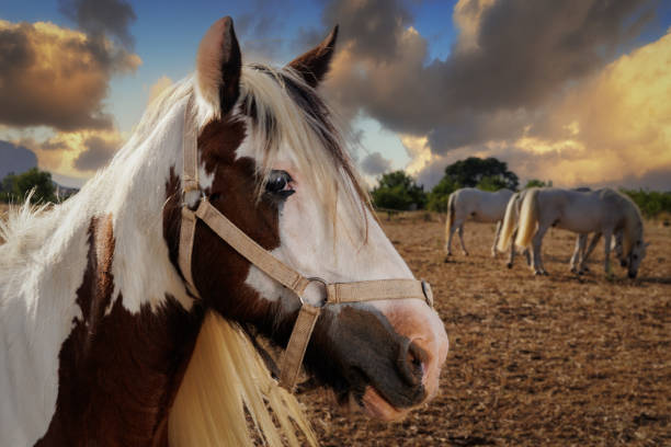 Horse, sunny portrait.