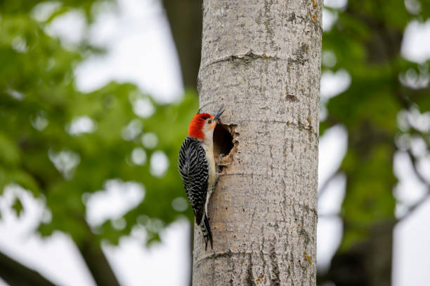 istock The Red-bellied Wodpecker (Melanerpes carolinus) 1403730748