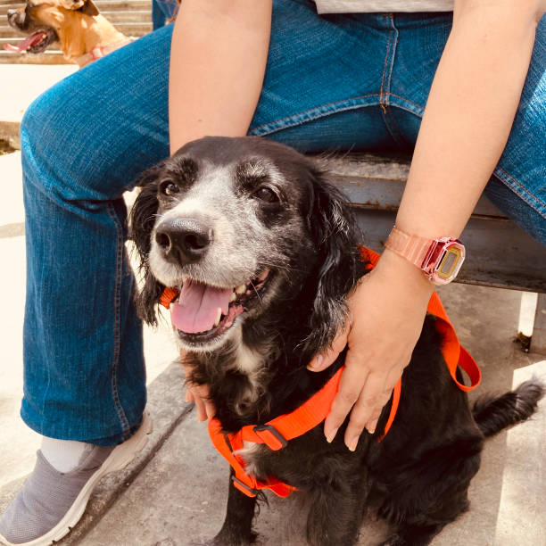 istock Cute dog with her owner 1403733945