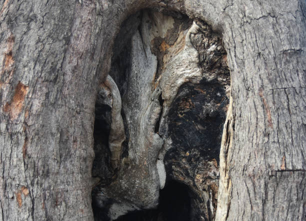istock The bark is a beautiful natural bark. 1403734795