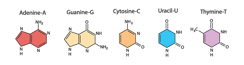 Set of chemical formulas of adenine, thymine, guanine, cytosine, uracil. Structural chemical formulas