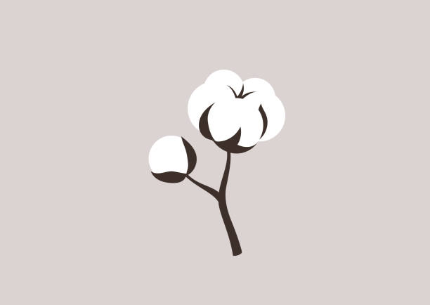 A fluffy blooming flower of white cotton, organic natural materials A fluffy blooming flower of white cotton, organic natural materials cotton cotton ball fiber white stock illustrations