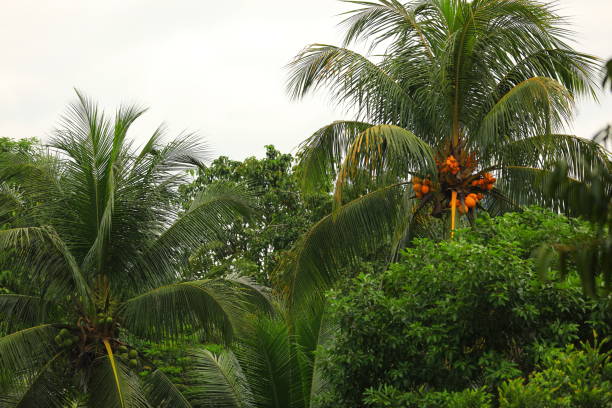 istock Lush Green Tropical Plant Life 1403736364