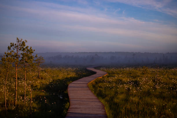 istock Fogy morning on a swamp 1403737306