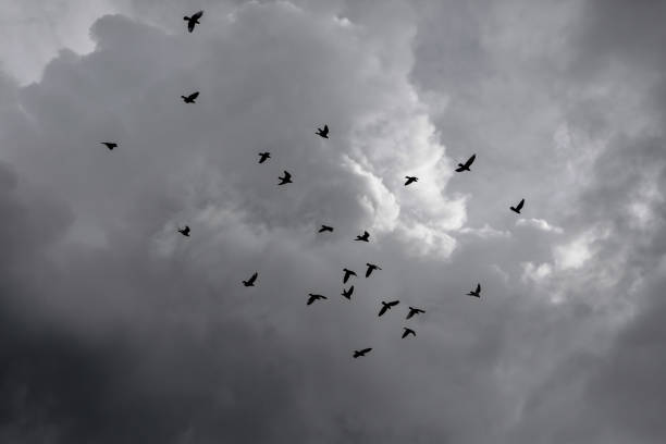 istock Black birds in stormy sky. 1403738224