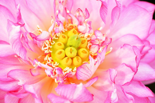 Close-up of peony lotus flower blooming in the pond in summer