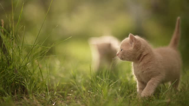 Cute kittens playing outside
