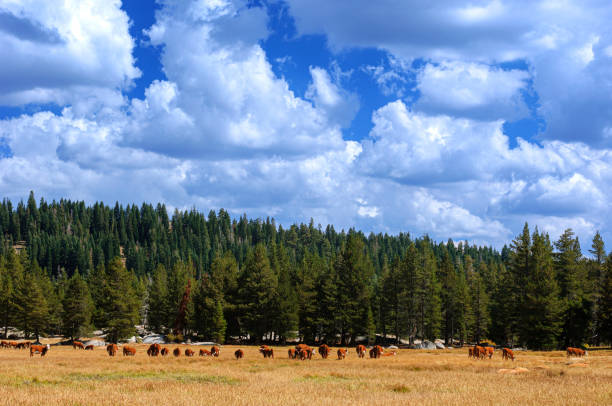 istock Free Range Cattle Grazing Near High Country Trees 1403740168