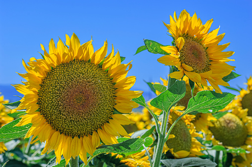 Late afternoon image of giant sunflowers growing on an organic garden.\n\nTaken in Gilroy, California, USA.